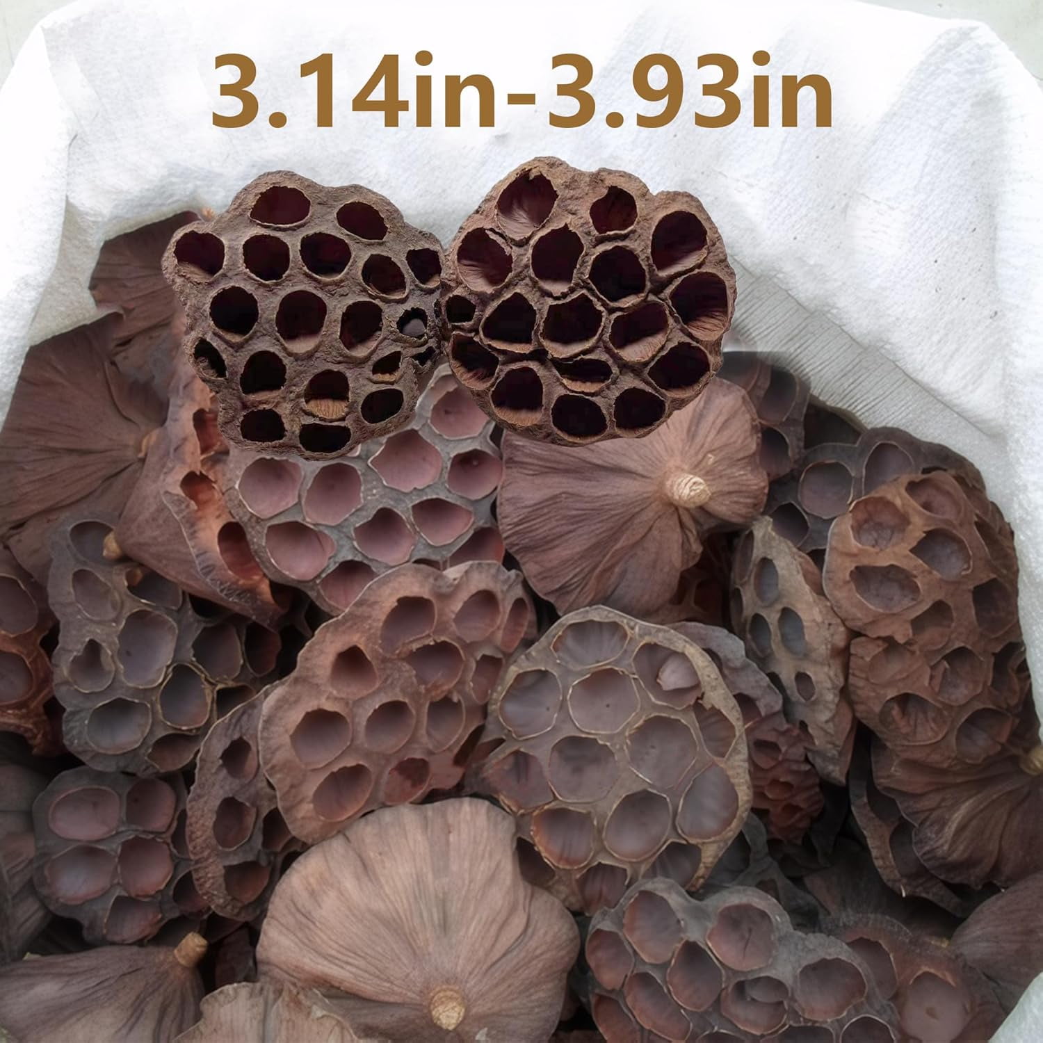 Natural Brown Dried Lotus Pods: 8 Pcs Lotus pod Heads, Mini Lotus pods no Stems for DIY Crafting Vase Decor Dried Flowers Dried Fruit Decor (8-10CM)