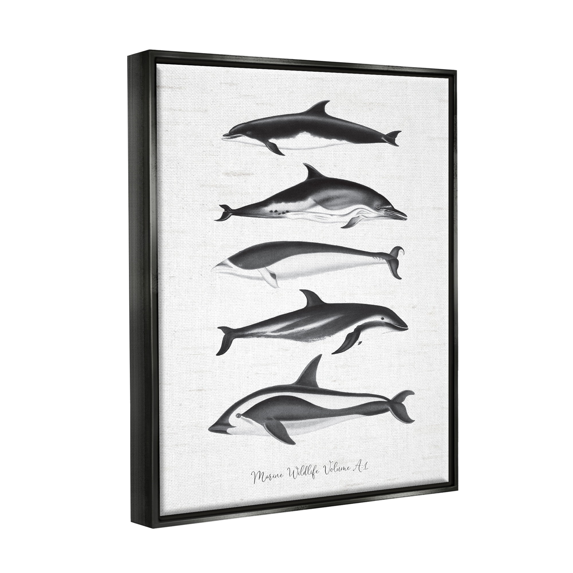 Stupell Industries Marine Life Orca Whales Diagram Grainy Pattern Graphic Art Metallic Gold Floating Framed Canvas Print Wall Art, Design by Lettered and Lined