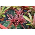thumbnail image 5 of RedCrocus Assorted Bromeliads- Tropical, Colorful Rosette Foliage- Indoor & Outdoor Container Plants 6" Pot, 5 of 11