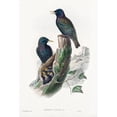 thumbnail image 2 of Gould, John 11x14 Black Modern Framed Museum Art Print Titled - The birds of Great Britain-Sturnur Vulgaris, 2 of 4