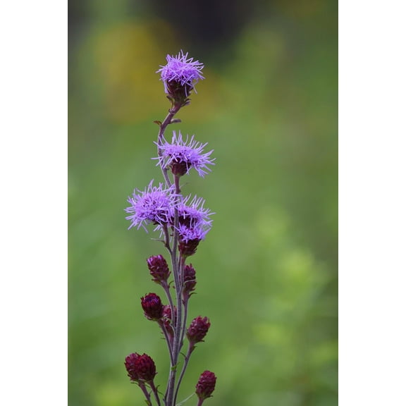 Meadow Blazing Star Liatris ligulistylis Meadow Wildflowers Premium Seeds for Planting
