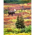 thumbnail image 2 of Kelley, David 12x14 Black Ornate Wood Framed with Double Matting Museum Art Print Titled - AK, Denali NP Bull moose and autumn tundra, 2 of 4