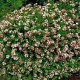 thumbnail image 3 of Abelia Rose Creek  1 Extra Large 3 Gallon Plant  Fragrant & Flourishing Shrub, Compact, Ornamental Plant Ideal for Hedges, Borders & Landscape Accents, Low-Maintenance & Drought-Resistant, 3 of 6