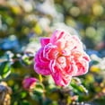 thumbnail image 6 of 1 Gal. Sweet Drift Rose - Bubblegum Pink Flowers, 6 of 8
