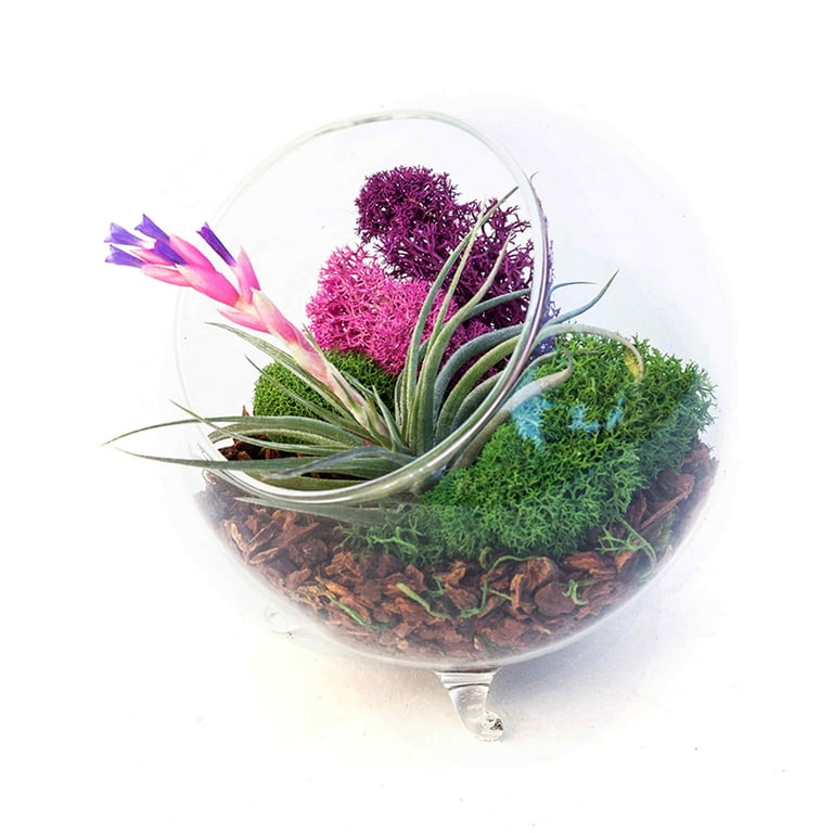 Proflora Preserved Green Moss Mix Collection, 150 CU in - Floral