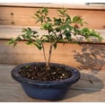 thumbnail image 7 of Live Brush Cherry Bonsai Tree in Ceramic Planter - Single, 7 of 7