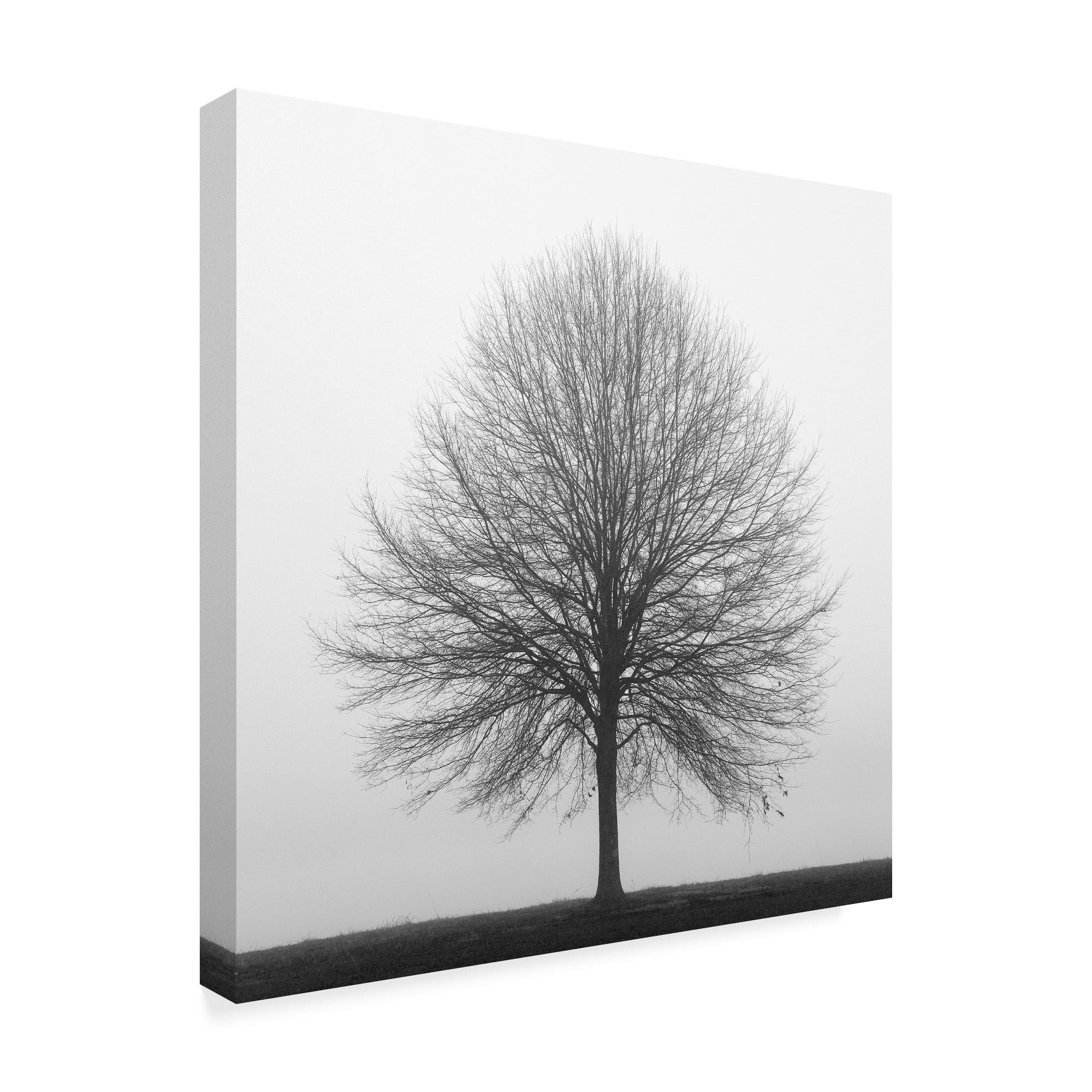 Trademark Fine Art 'Winter Trio 1' Canvas Art by Nicholas Bell Photography