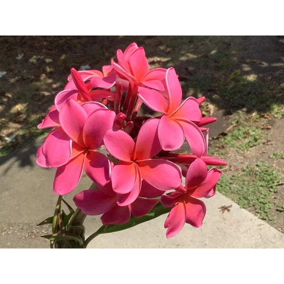 10 Fushia Plumeria Seeds