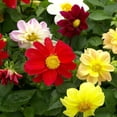 thumbnail image 4 of HJADGG 30+ Dahlia Mignon-Flower Mix, 4 of 8