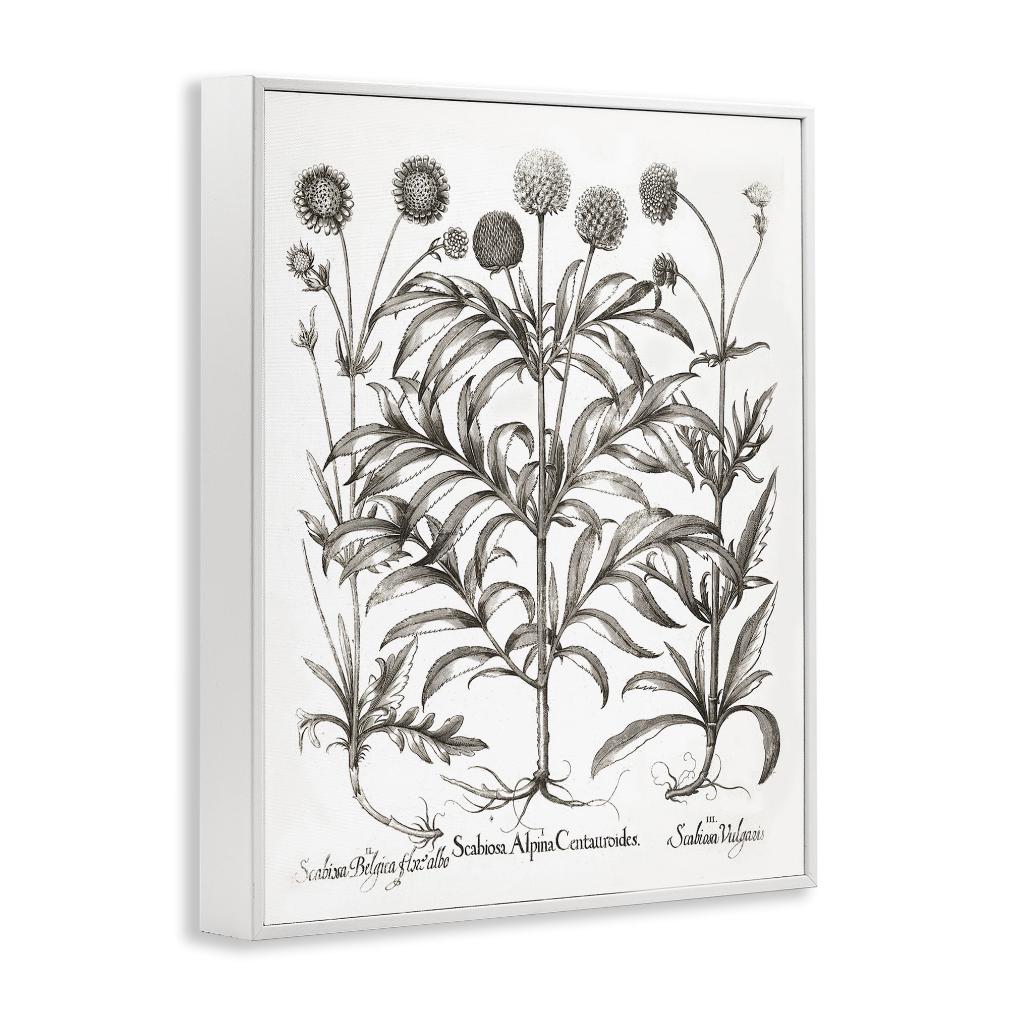Stupell Industries Scientific Vintage Flowers Botanical & Floral Painting White Framed Art Print Wall Art, 24 x 30