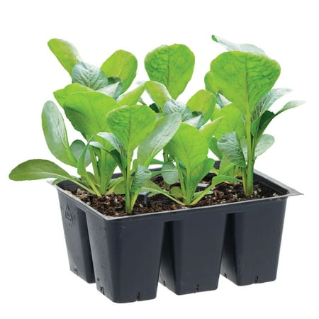 Bonnie Plants Early Jersey Wakefield Heirloom Cabbage 6-pack