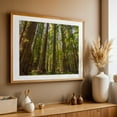 thumbnail image 5 of Majesty of the Redwoods - Weott California Photography Unframed Wall Art Print 20 x 30 inches, 5 of 7