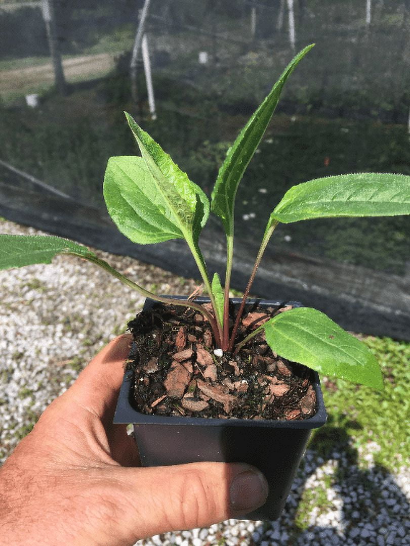 3 Echinacea Magnus Coneflower 4" Pot ---Live Potted Plant