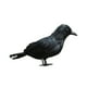 thumbnail image 2 of Adorno Decorativo de Halloween Macarena Cuervo para Fiesta, 2 of 8