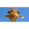 thumbnail image 1 of Girafe Face Photo License Plaque, 1 of 8
