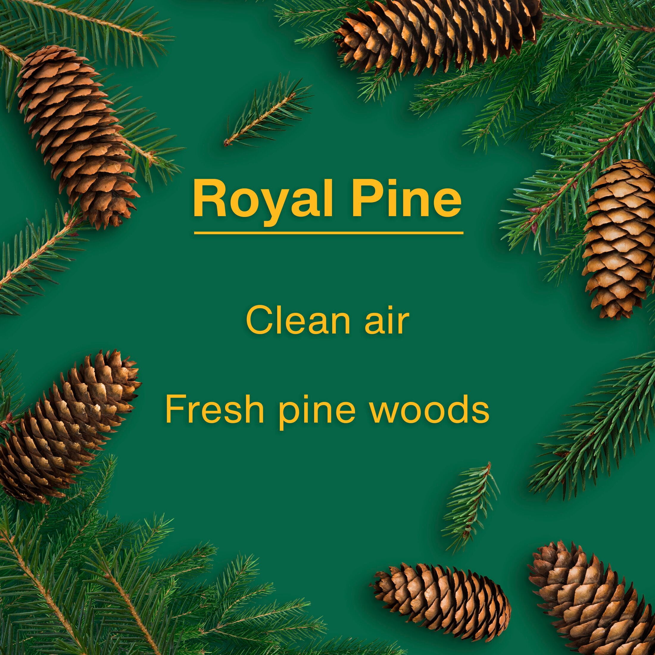 (2 pack) Little Trees Air Fresheners Royal Pine Fragrance 3-Pack