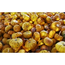 Jack Be Little Pumpkin Seeds