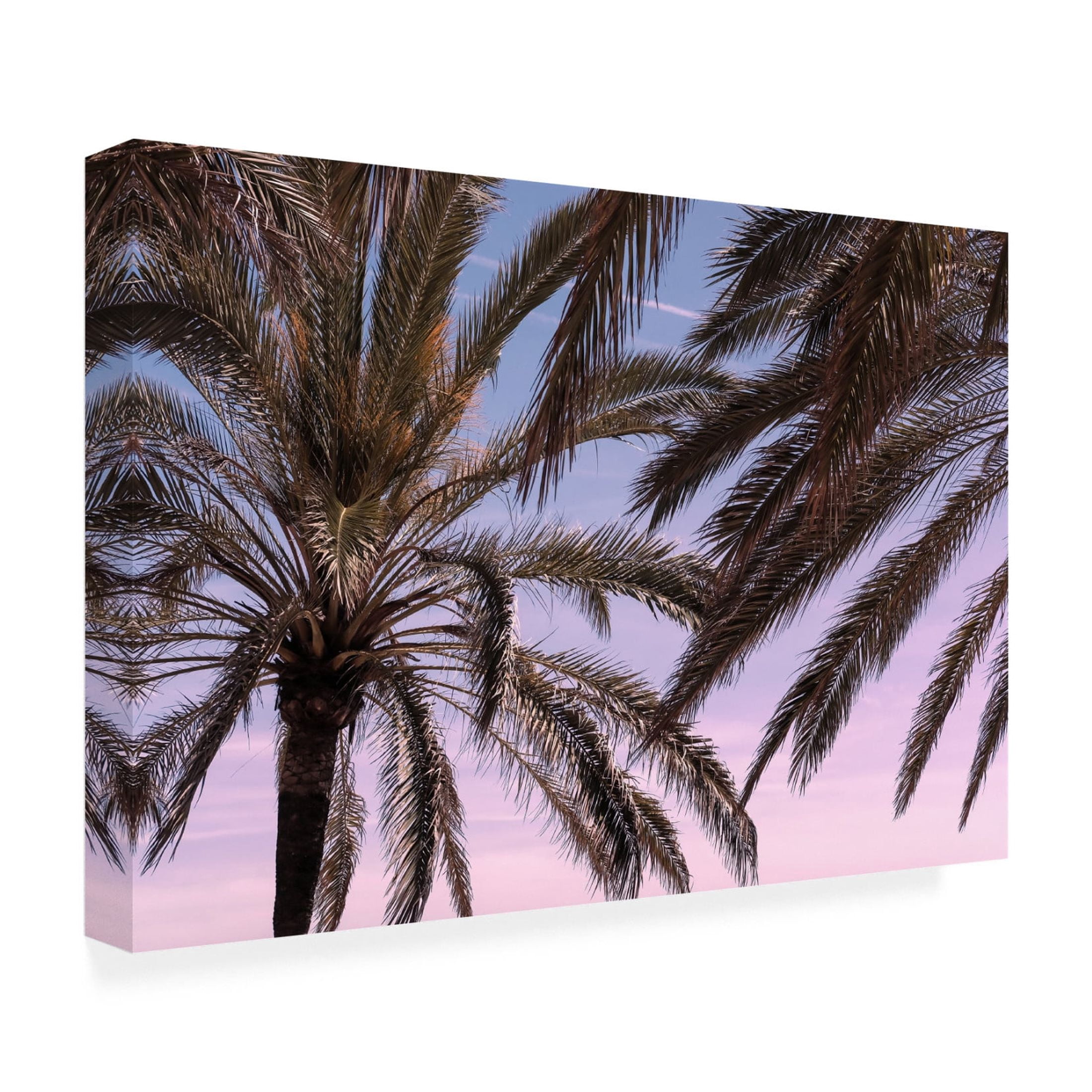 Trademark Fine Art Pictufy Studio III Palm 12 Canvas Wall Art