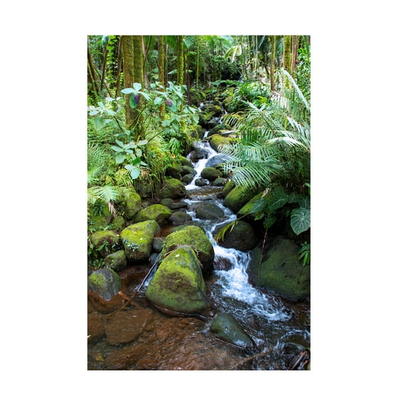Robert Michaud 'Tropical Forest' Canvas Art