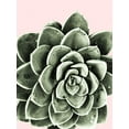 thumbnail image 2 of Prime, Marcus 19x24 White Modern Wood Framed Museum Art Print Titled - Succulent Beauty, 2 of 4