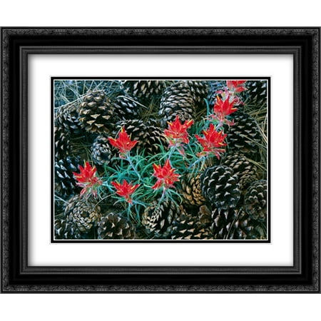 Cone Matte - Indian Paintbrush surrounded by pine cones, South Rim, Grand Canyon National Park, Arizona 2x Matted 24x20 Black Ornate Framed Art Print by Fitzharris, Tim