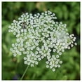 thumbnail image 2 of Everwilde Farms - 1 oz Caraway Herb Seeds - Gold Vault Bulk Seed Packet, 2 of 3