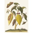 thumbnail image 3 of Maria Sibylla Merian 11x14 Black Modern Framed Museum Art Print Titled - Cacao. (1705), 3 of 5