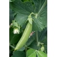 thumbnail image 2 of Horton, Janet 17x24 White Modern Wood Framed Museum Art Print Titled - Issaquah-Washington State-USA Sugar Snap Pea plant with blossom and small pea pod, 2 of 4