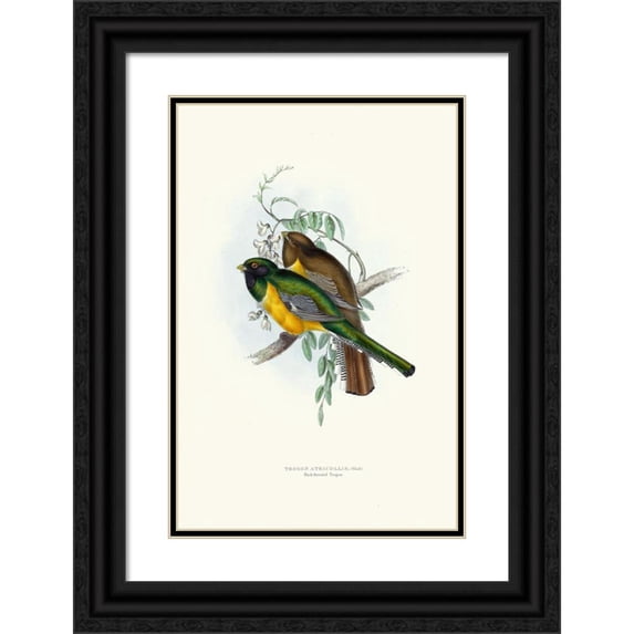 John Gould 13x18 Black Ornate Wood Framed Double Matted Museum Art Print Titled - Black Throated Trogon (1835-1838)