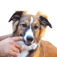 thumbnail image 4 of Azul 8 Piezas Cepillo de Dientes para Perros y Gatos - Cepillo de Dientes para Perros y Gatos - Limpieza de 360 ​​​​Grados para Higiene y Salud de Perros y Gatos - Cepillo de Dientes para Perros - Do, 4 of 5