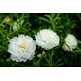 thumbnail image 3 of 100 White PORTULACA Grandiflora / MOSS ROSE Succulent Flower Seeds, 3 of 9