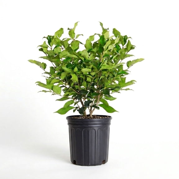 Expert Gardener Wavy Leaf Ligustrum Recurvifolium (2.5 Quart) Evergreen Privet Shrub - Full Sun Live Outdoor Plant