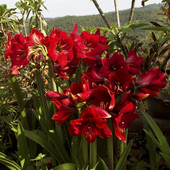 Van Zyverden Red Landscape Amaryllis For Southern Gardens Set of 5 Bulbs Multicolor Partial Sun