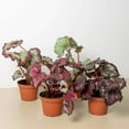 thumbnail image 2 of Begonia 'Rex' - 4 Pack Variety in 4" Pot | Live Plant for Indoor | 7 - 12 inch Tall, 2 of 11
