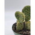 thumbnail image 6 of BubbleBlooms Crested Bunny Ears Cactus, Rare Opuntia microdasys, 4 inch Pot, 6 of 8