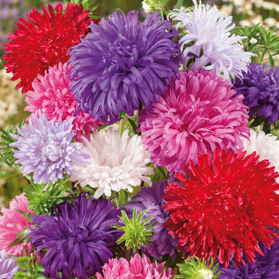 Eden Brothers China Aster Seeds - Ostrich Feather Mix