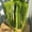 B, variant on 10 PCS Artificial Amaranth Flowers - Elegant Green Wisteria Hanging Flowers for Bohemian Home Decor, Weddings, Parties, and Outdoor Events