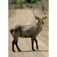thumbnail image 2 of Dana Underdahl 28x38 Gallery Wrapped Canvas Wall Art Titled - Safari Waterbuck III, 2 of 4