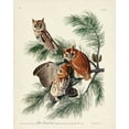thumbnail image 2 of Audubon, John James 15x18 White Modern Wood Framed Museum Art Print Titled - Pl 97 Little Screech Owl, 2 of 4