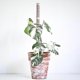 thumbnail image 5 of New 25cm Climbing Plant Pole Sphagnum Moss Sticks Plant Growing Support Stick HFMQV, 5 of 5