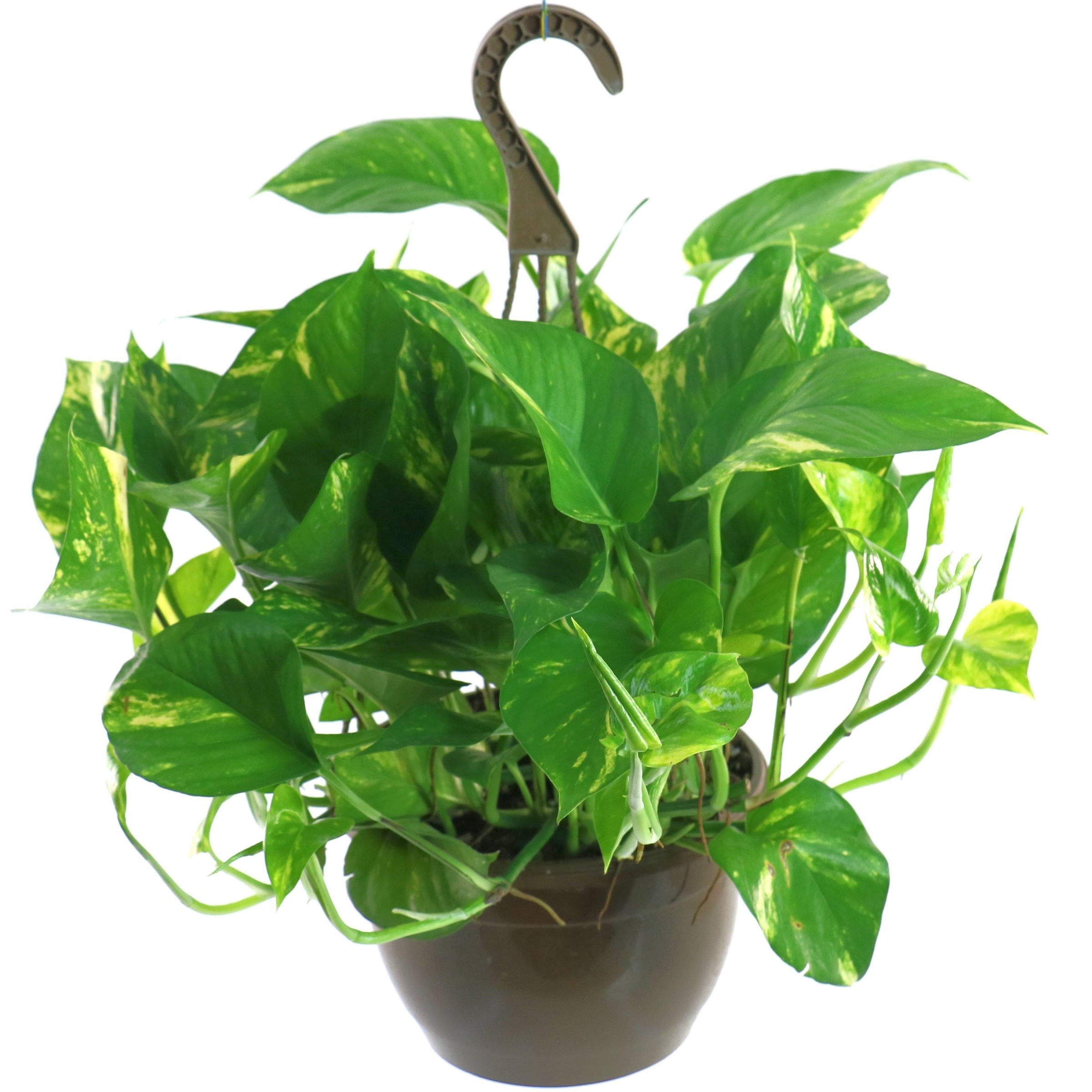 4 in. Pothos Golden Plant in Grower Container (3-Pack)