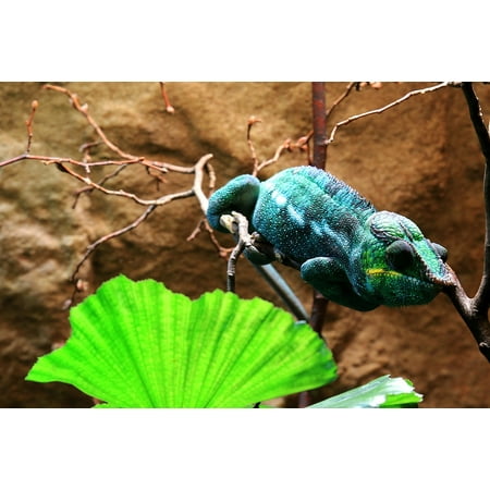- Canvas Print Reptile Terrarium Lizard Color Chameleon Tropical Stretched Canvas 10 x 14