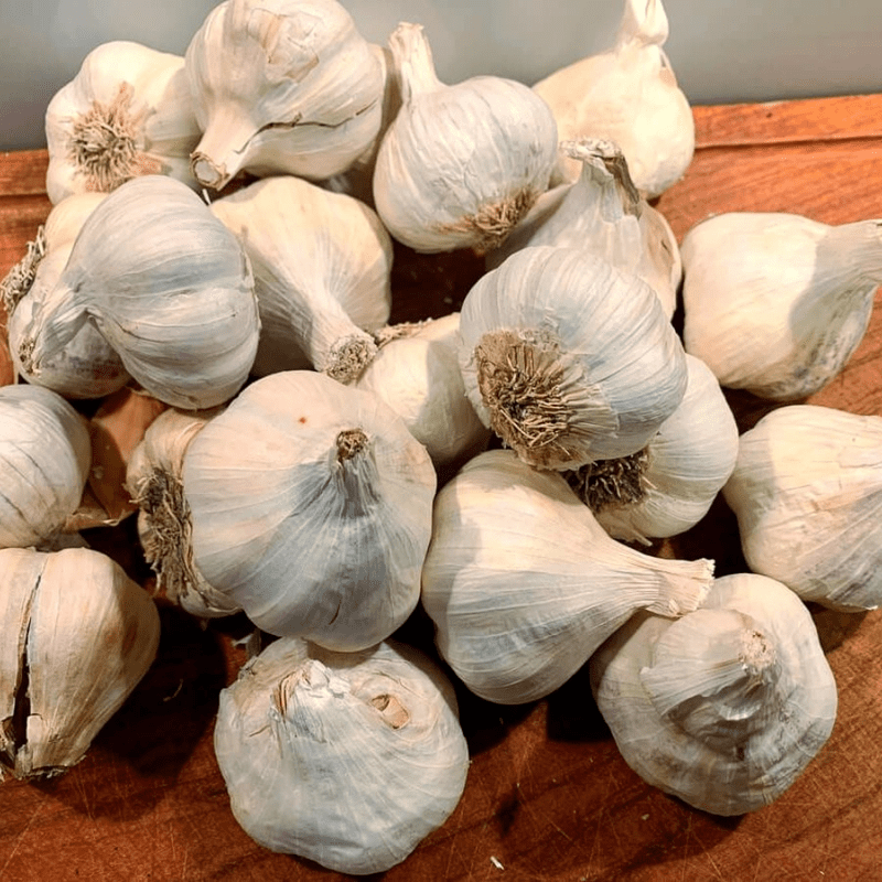 4 White Medium Bulbs Softneck Garlic, Softneck Garlic Bulb, Ideal for Planting Outdoor