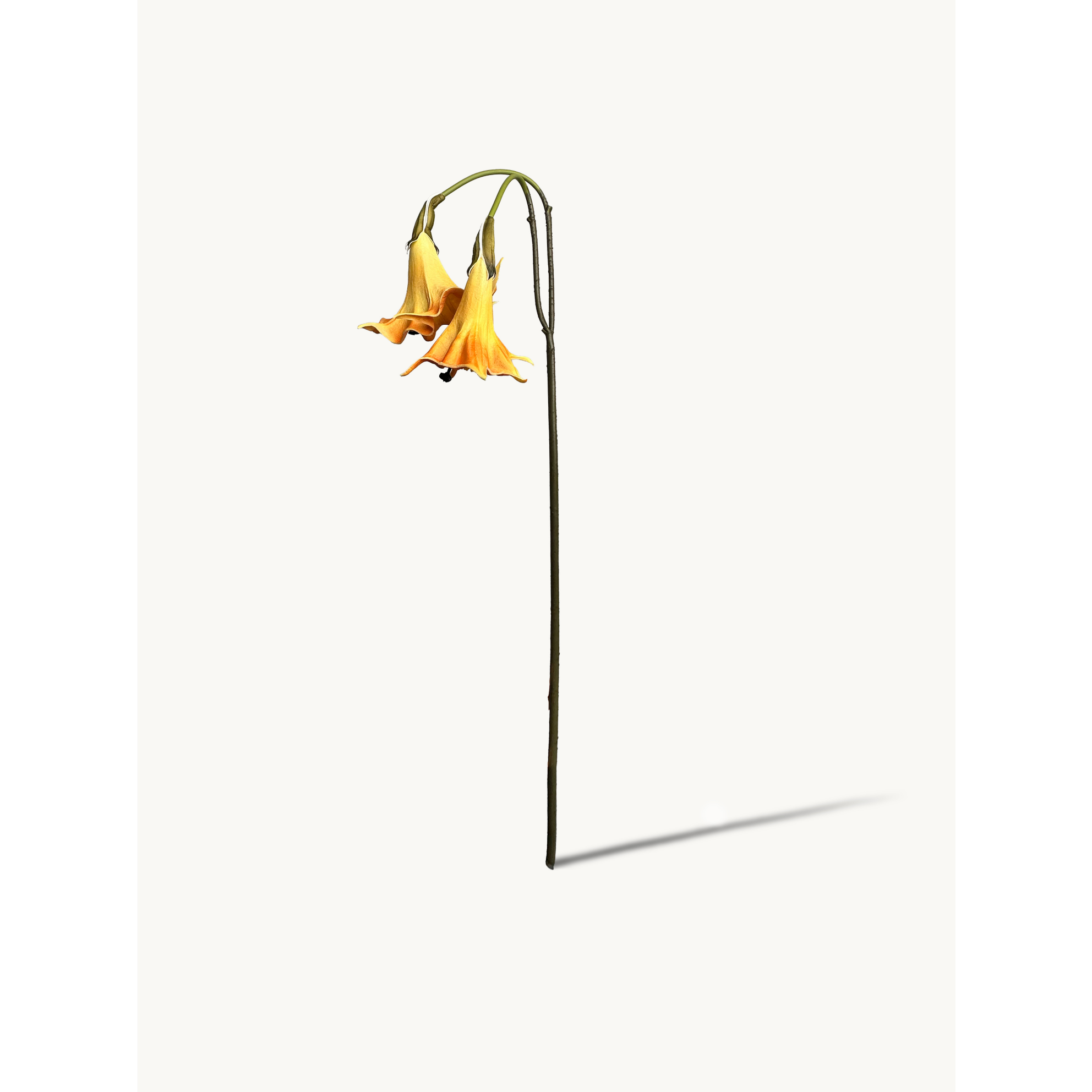 Amaranton 24" Realistic 2 - Bloom Angel's Trumpet - Orange 4pcs Artificial Flowers Bouquet for Gift Home Decor Indoor Outdoor Faux Bloom Angel's Trumpet Flower Fake Floral Arrangements