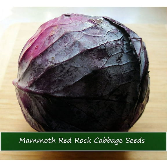 Vegetable Seeds- Cabbage-Mammoth Red Rock Cabbage -50 Seeds