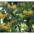 thumbnail image 2 of John Clayton Climbing Honeysuckle Vine - Lonicera - 2.5" Pot, 2 of 4