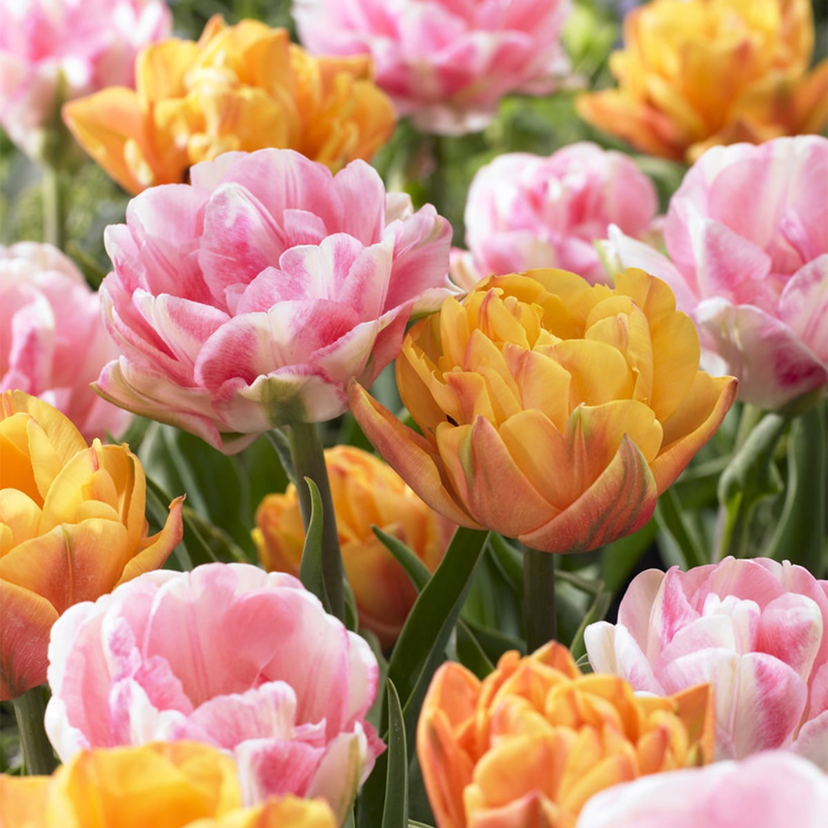 Van Zyverden Tulip Double Blossom Blend Set of 15 Bulbs Multi-Color Part Sun