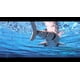 thumbnail image 2 of Control remoto Roboshark Jupiter Creations a prueba de agua, 2 of 6