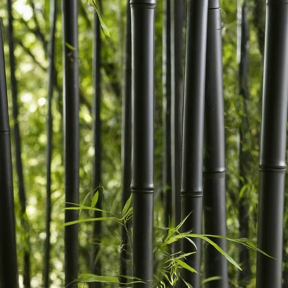 200 Black Bamboo Seeds for Planting | Exotic and Fast Growing Privacy Screen, Wind, Visual or Sound Barrier