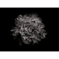 thumbnail image 2 of Carson, Brian 32x25 White Modern Wood Framed Museum Art Print Titled - Backyard Flowers Black and White 90, 2 of 4